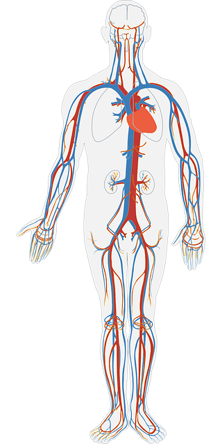 part of the body / function involved Blood Circulation
