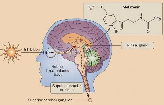 Shows the location and problems with How the Pineal Gland is Involved in Sleep function and Excessive Sleep