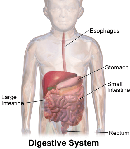 Illustration of a child with a view of the organs involved in Gastritis and Digestion showing - esophagus, stomach, large intestine, small intestine, rectum