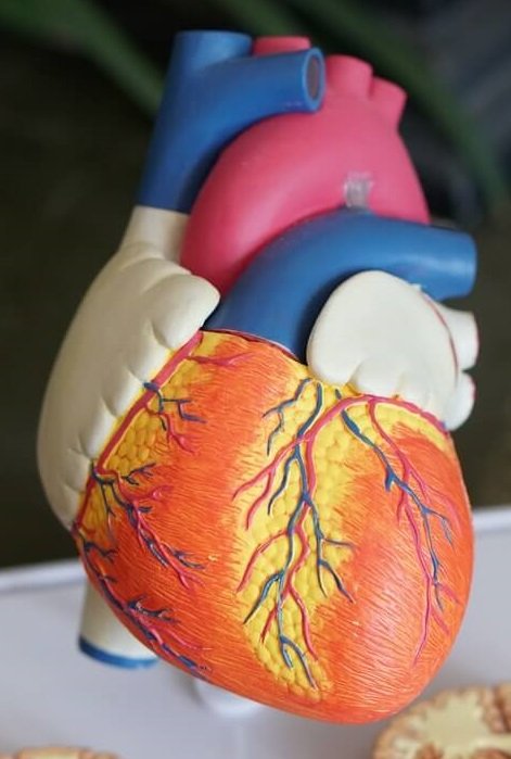Model of the heart to show normal healthy function and location of the different parts which may be effected by heart disease