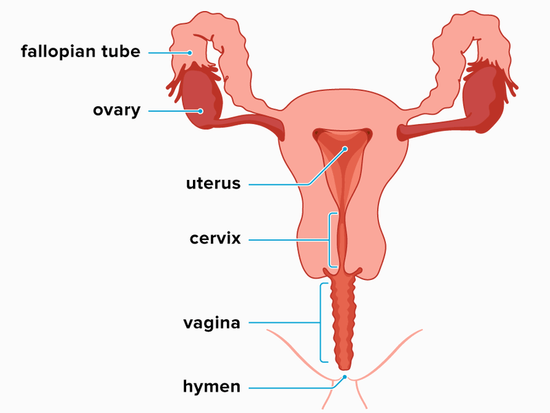 Labelled picture of the different parts of the vagina where hemorrhage can occur 