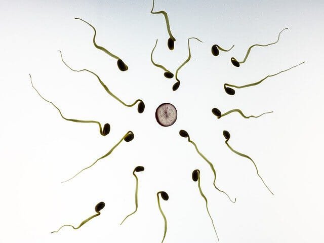 Image of sperms all attacking a single egg to fertilize it,