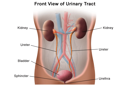 Front view of the urinary tract and functions which may be involved in Involuntary Urination