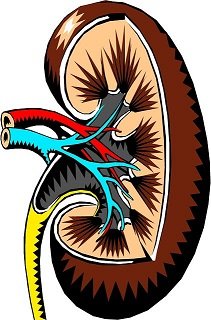 effect and symptoms which occur with Kidney Disease
