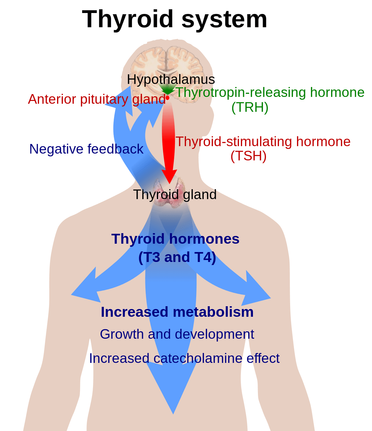 Front view of the body showing the effects and mechanisms of the thyroid system and metabolism related to obesity