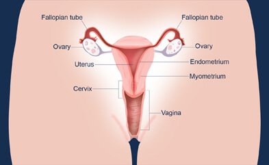 Illustration Showing the different organs and structures in the reproductive system involved in ovaries stimulation - fallopian tube, ovary, uterus, cervix, vagina
