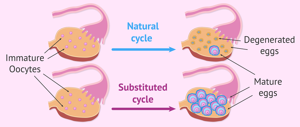 Shows pictures of a natural cycle where there is only one mature egg and then a substituted cycle where multiple mature eggs are visible due to ovary stimulation.