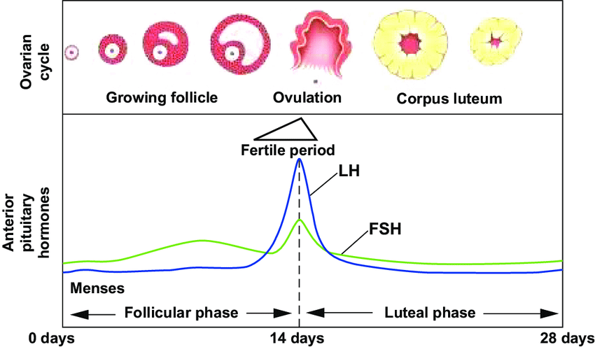 Shows the menstrual cycle and the different times from to the most fertile time during ovulation. Provides a baseline to use against period problems