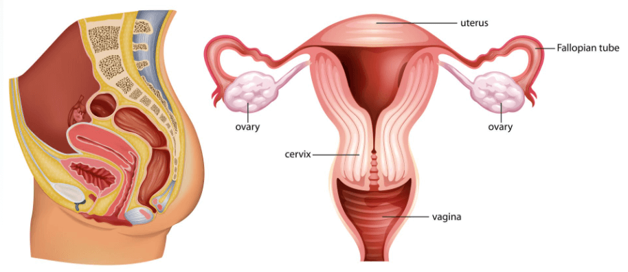 Structural diagram of the reproductive Organs of a female. Shows where the Reproductive Organs Pain may reside