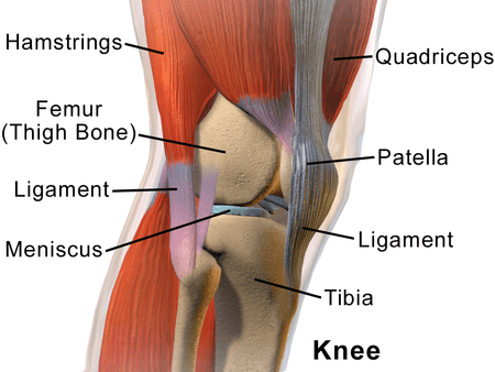 Shows the structure of the knee - and which parts are involved in the Roughness of the Knee