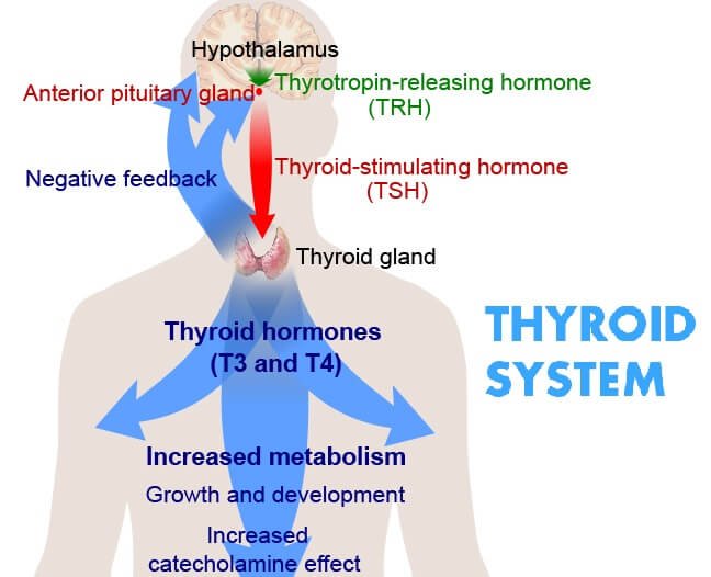 Diagram of how the thyroid can trigger the realise of hormones for increasing metabolism and creating weight loss.