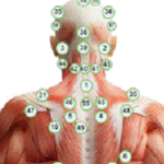 Upper back showing the various locations of each numbered hijama point